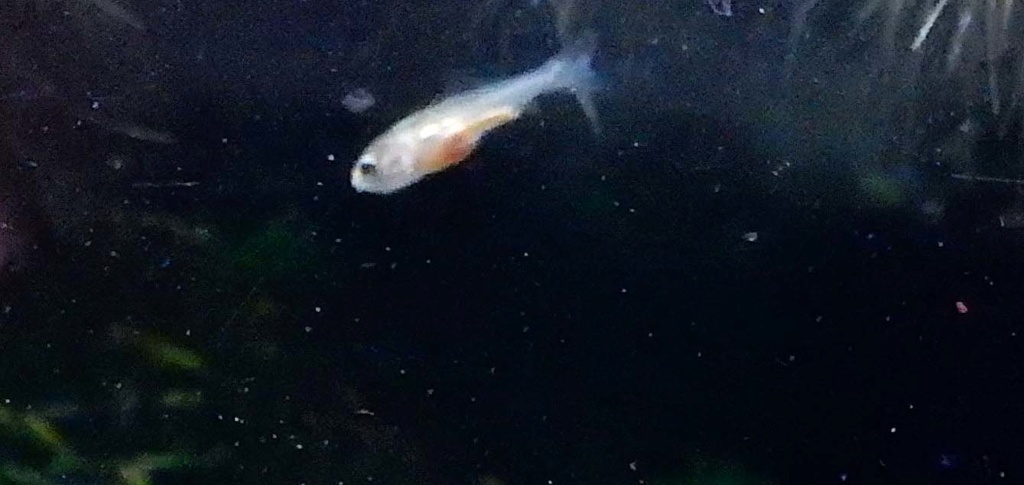 bébé poisson de mon bassin 29719d16