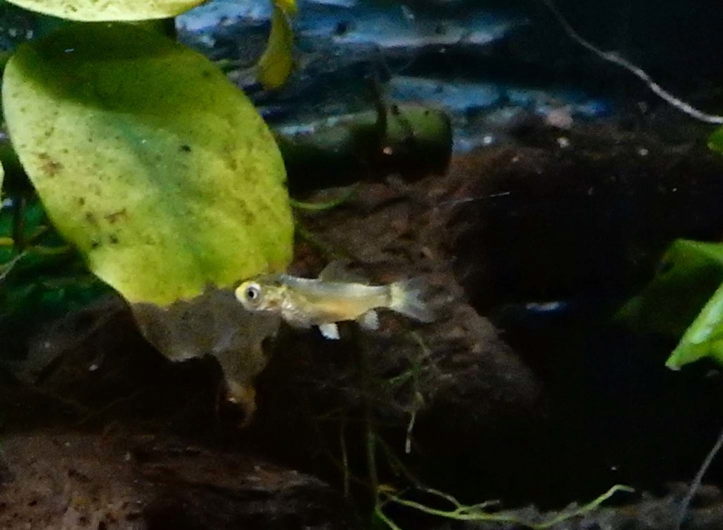 bébé poisson de mon bassin Dscn5426