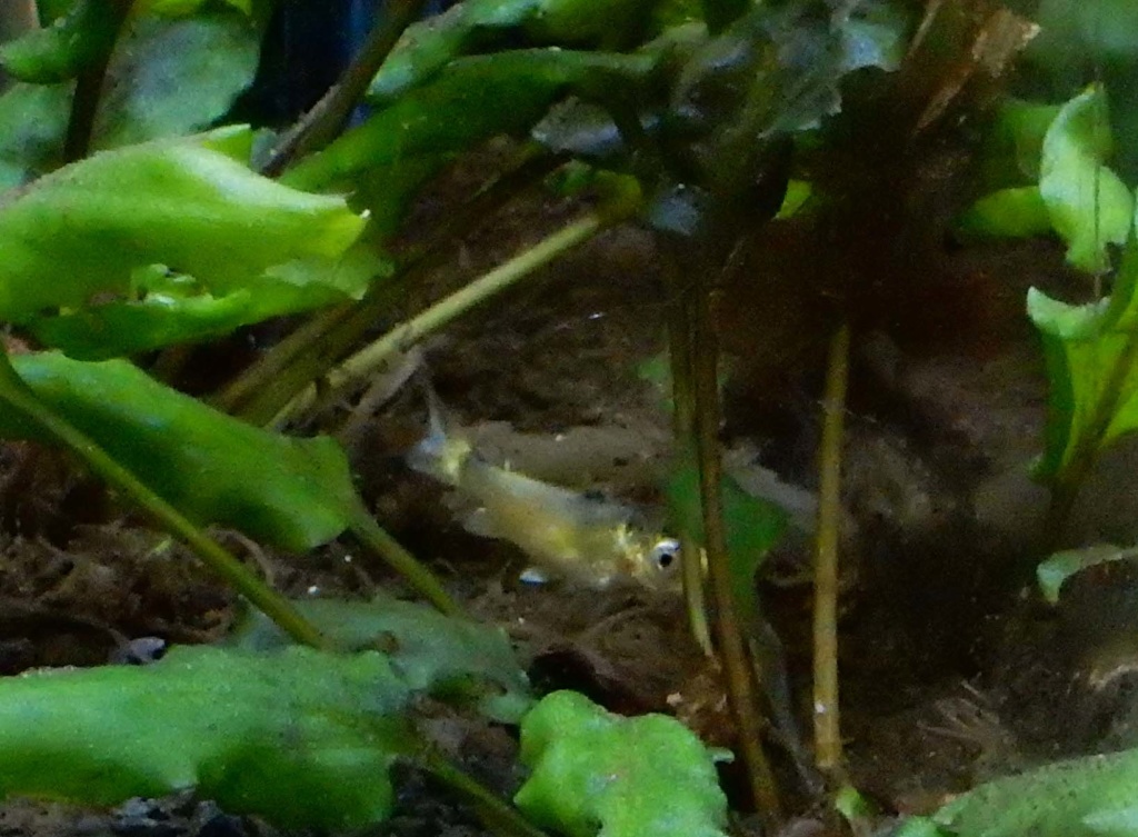 bébé poisson de mon bassin Dscn5427