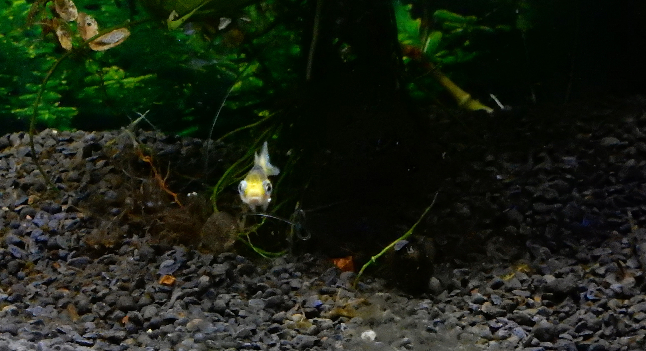 bébé poisson de mon bassin Sept2011