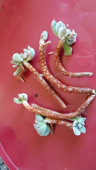 Echeveria setosa cristata 20220312