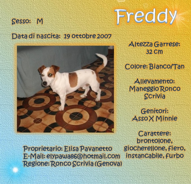 SCHEDE DEI NOSTRI JACK RUSSELL Freddy10