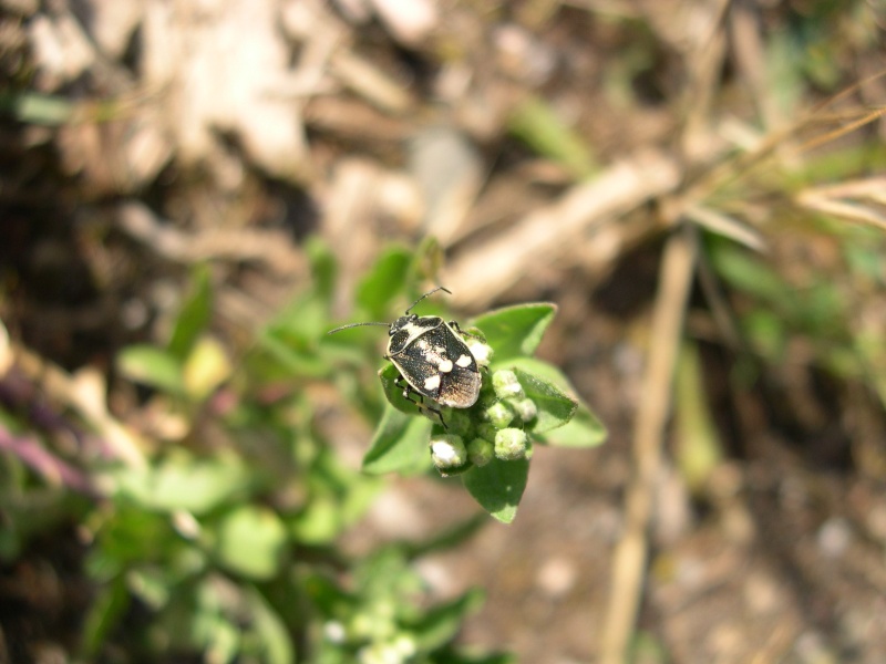 Eurydema oleraceum Euryde10