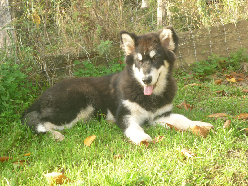 mon bébé digeuz malamute P1010110