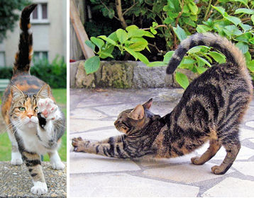 Comprendre Son Chat Comprendre Son Chat