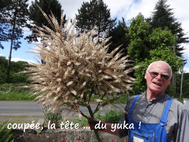 yucca (très facile ! énigme trouvée...) A17_10