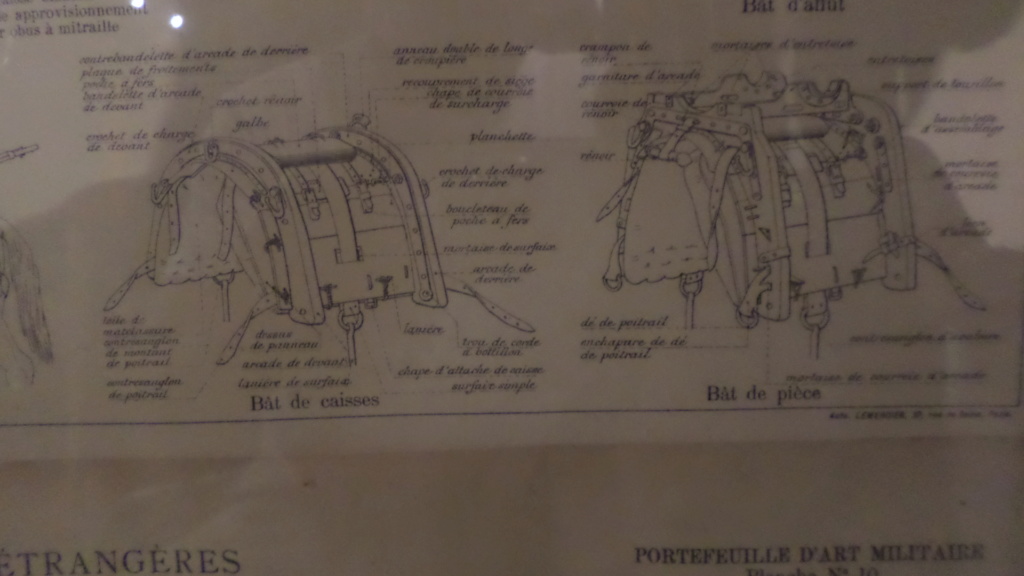 Harnachement de mulets et ânes  Sam_6127