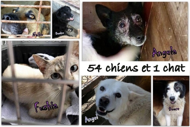 AOUT 2021 - PIATRA & ORASTIE - 51 chiens & un chat ont besoin de nous - 6890 € reçus ou promis / 6480 € nécessaires 54chie10