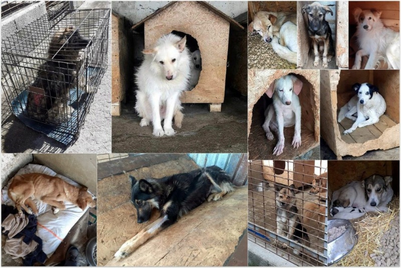 Voyage Roumanie du 6 au 31 mai 2023 - Achat croquettes, soins vétérinaires - Appel aux dons Diapo210