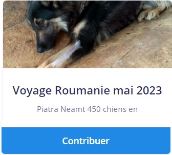 Voyage Roumanie du 6 au 31 mai 2023 - Achat croquettes, soins vétérinaires - Appel aux dons Faire_16