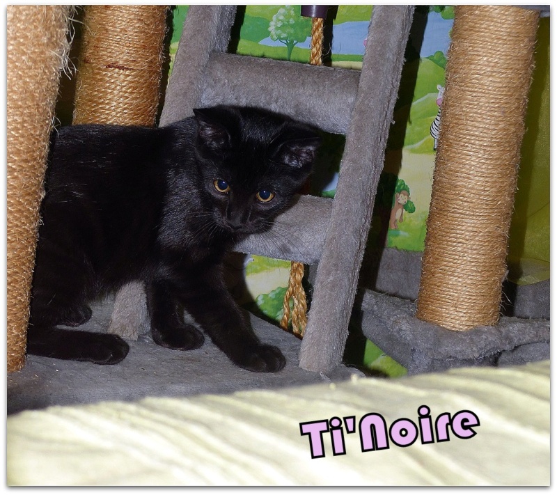 TI'NOIRE, chaton femelle née le 17 avril 2023 (FRANCE) en FA chez Véro91 (Depart91) Ti_noi10