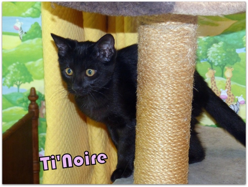 TI'NOIRE, chaton femelle née le 17 avril 2023 (FRANCE) en FA chez Véro91 (Depart91) Ti_noi12