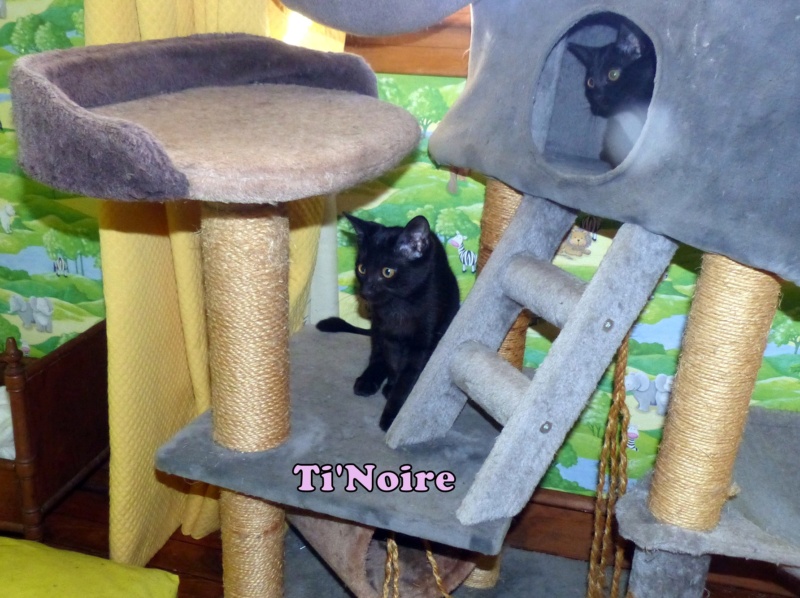 TI'NOIRE, chaton femelle née le 17 avril 2023 (FRANCE) en FA chez Véro91 (Depart91) Ti_noi13