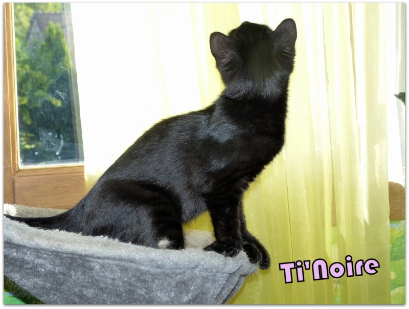 TI'NOIRE, chaton femelle née le 17 avril 2023 (FRANCE) en FA chez Véro91 (Depart91) Ti_noi14