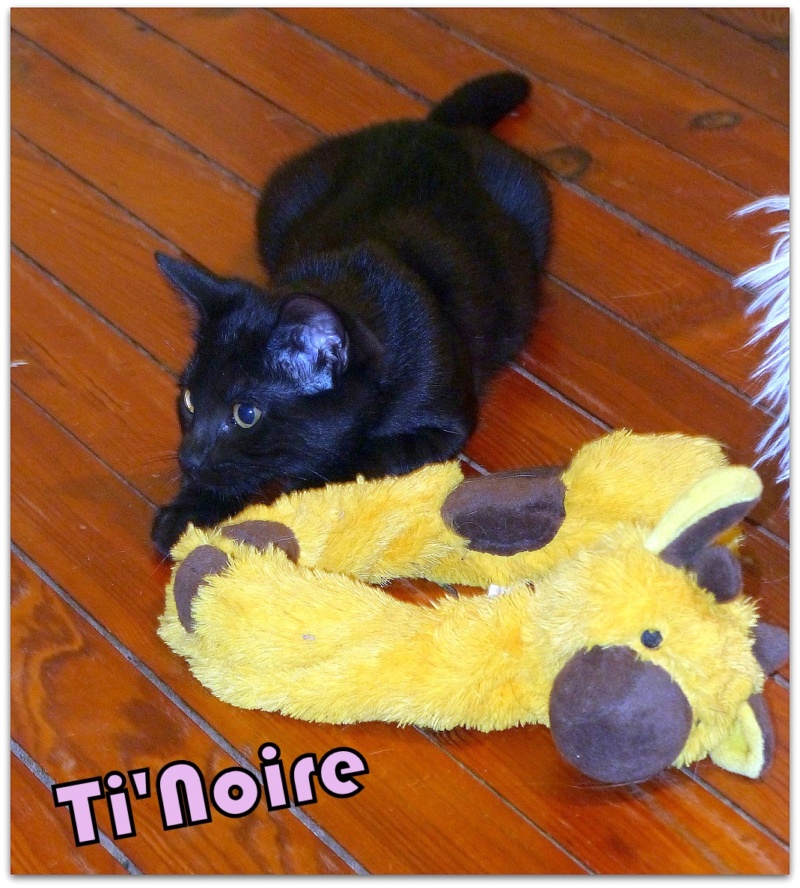 TI'NOIRE, chaton femelle née le 17 avril 2023 (FRANCE) en FA chez Véro91 (Depart91) Ti_noi15