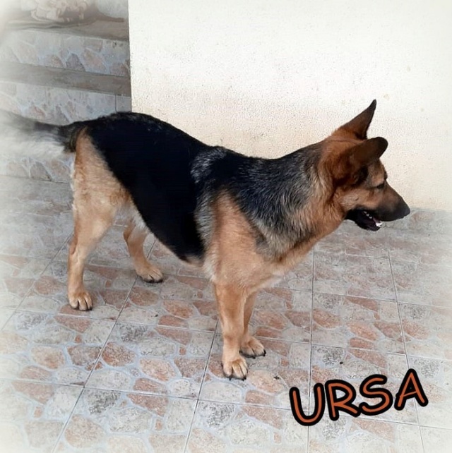 URSA, F-Type Berger Allemand, née 2016, taille moyenne à grande (PIATRA/TAMARA) Adorable Ursa1010