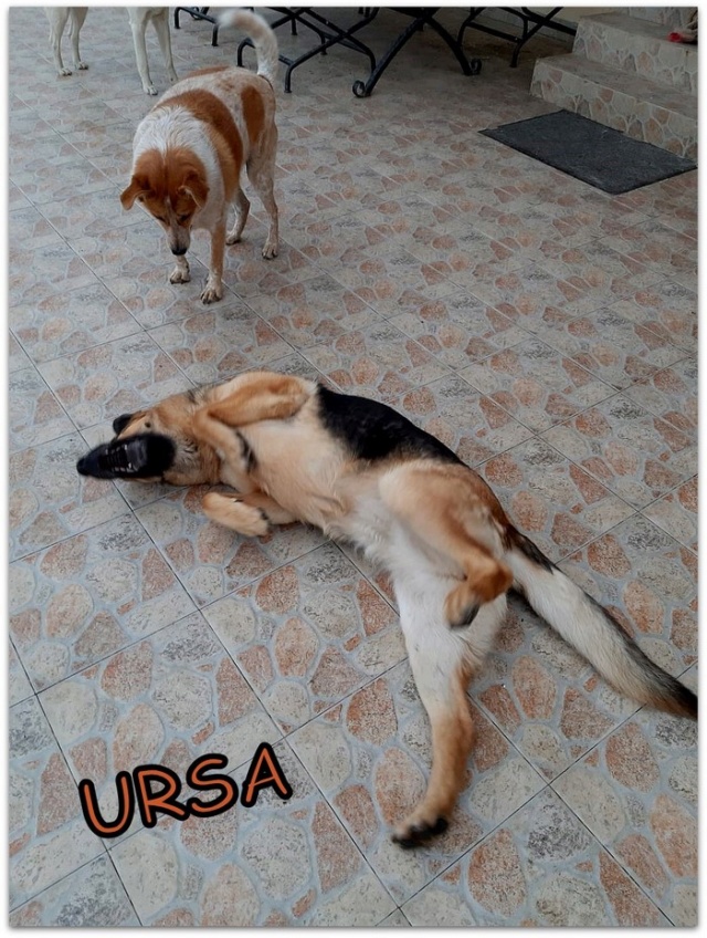 URSA, F-Type Berger Allemand, née 2016, taille moyenne à grande (PIATRA/TAMARA) Adorable Ursa1110