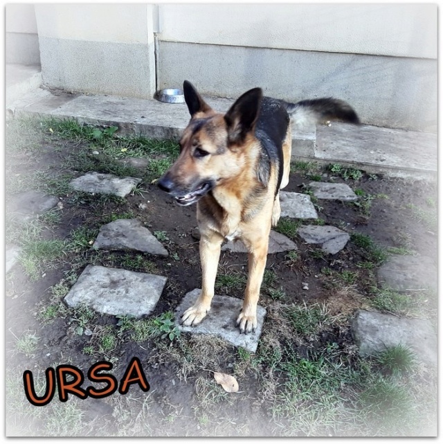 URSA, F-Type Berger Allemand, née 2016, taille moyenne à grande (PIATRA/TAMARA) Adorable Ursa1210