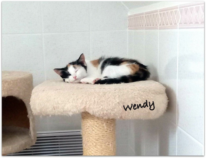 WENDY, CHAT Femelle, née le 20 mai 2023 (FRANCE) Réservée adoption chez Sandrine77 Wendy211