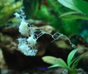 Algue ? Champignon ? Hydres ? Autre ? Plasmo11