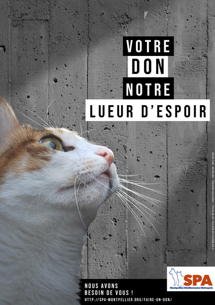 Spa Montpellier, adoption de chats et de chatons - Portail Actu_s10