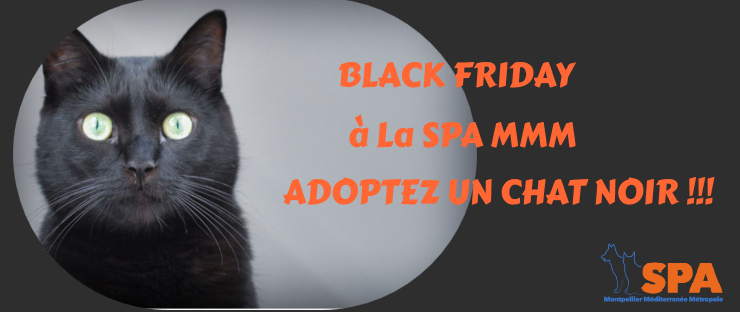 Spa Montpellier, adoption de chats et de chatons - Portail Black_10