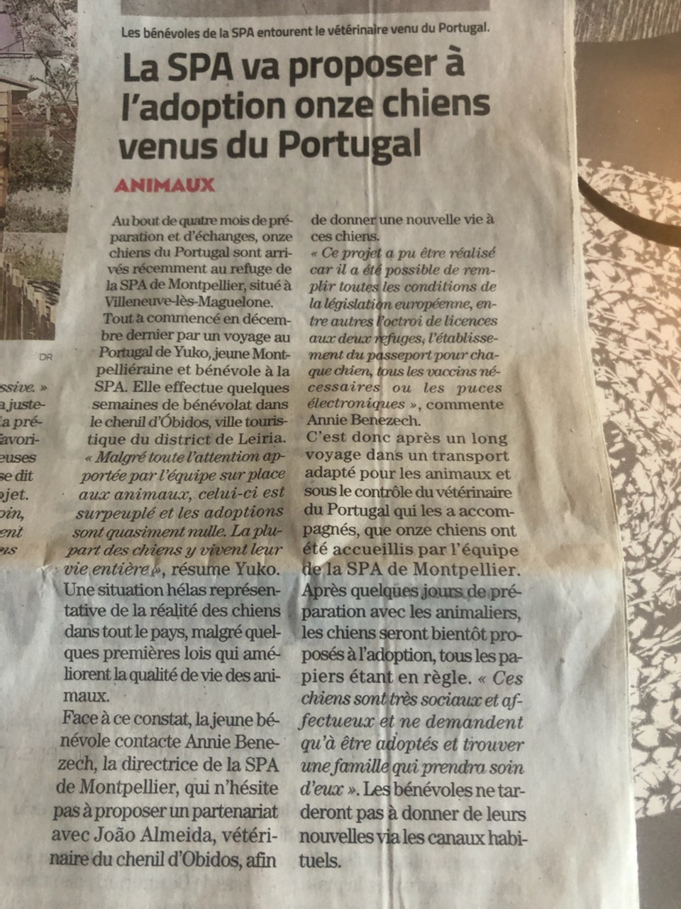 MIDI LIBRE DU 24 AVRIL 2021 - SAUVETAGE DE 11 CHIENS DU PORTUGAL Chiens10