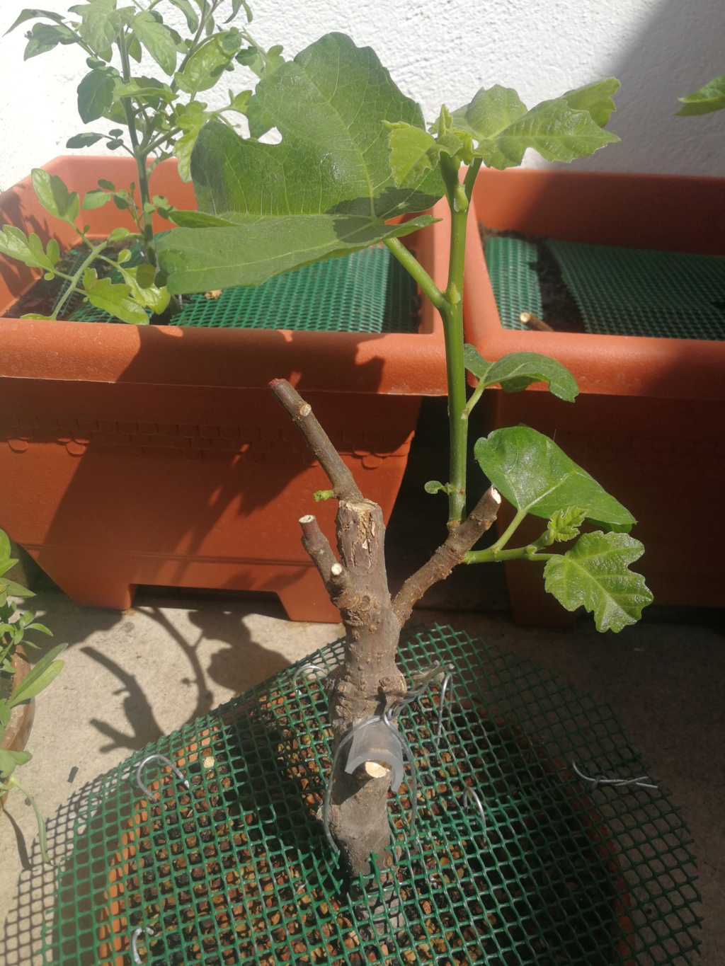 Resto de palotes de mi terraza Img_2033
