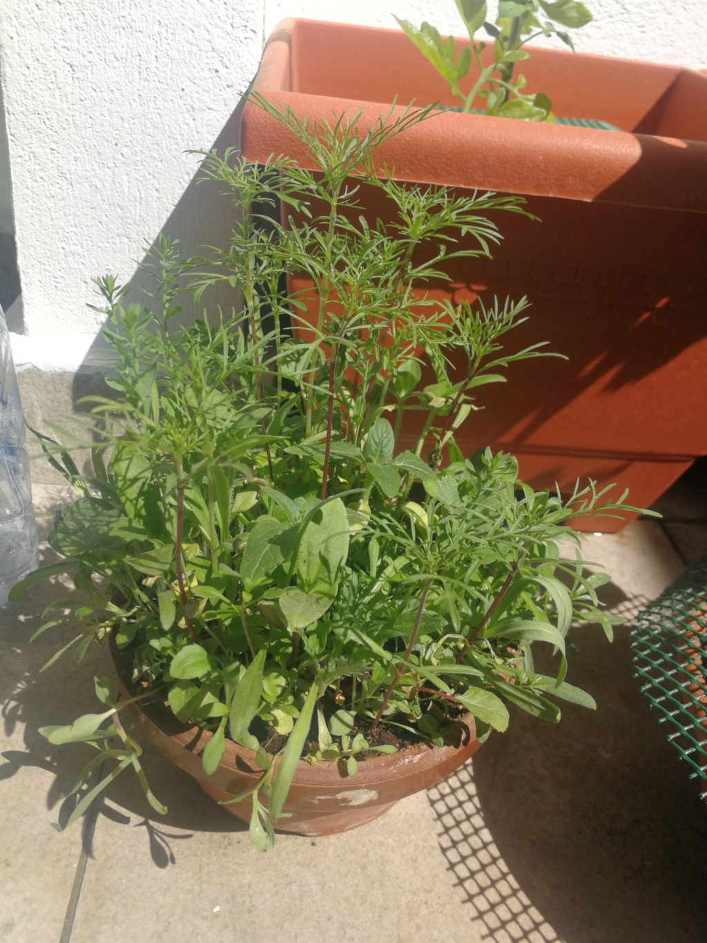 Resto de palotes de mi terraza Img_2037