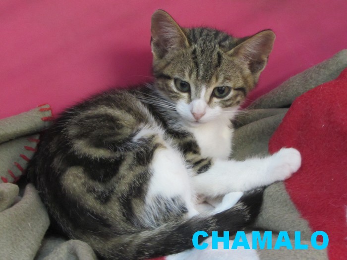 adoption de CHAMALO Chamal11