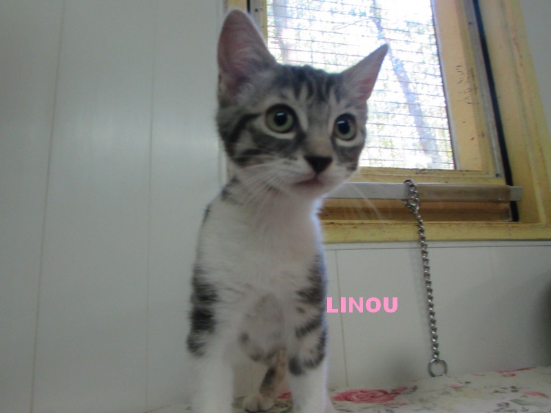 réservation de LINOU et ROSINE Linou_10
