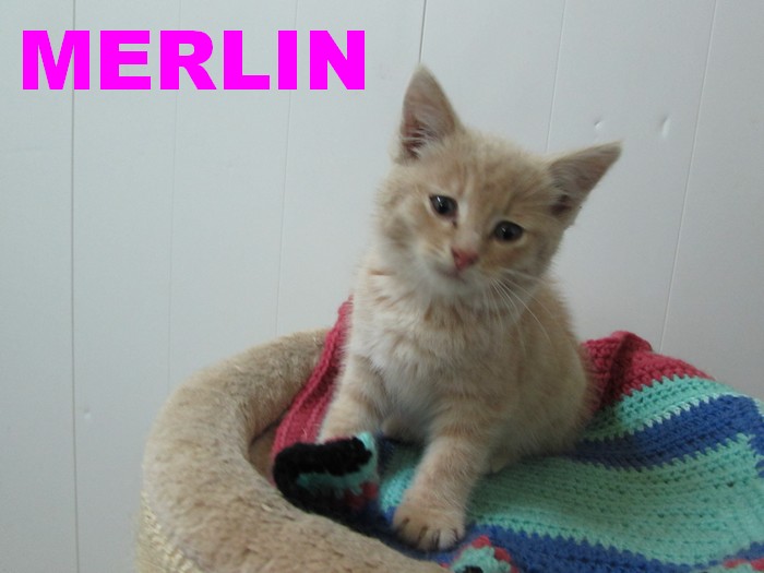 réservation de MERLIN Merlin10