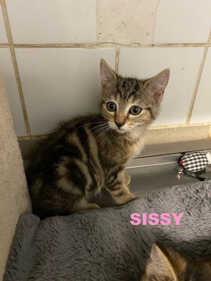adoption de SISSY Sissy_10
