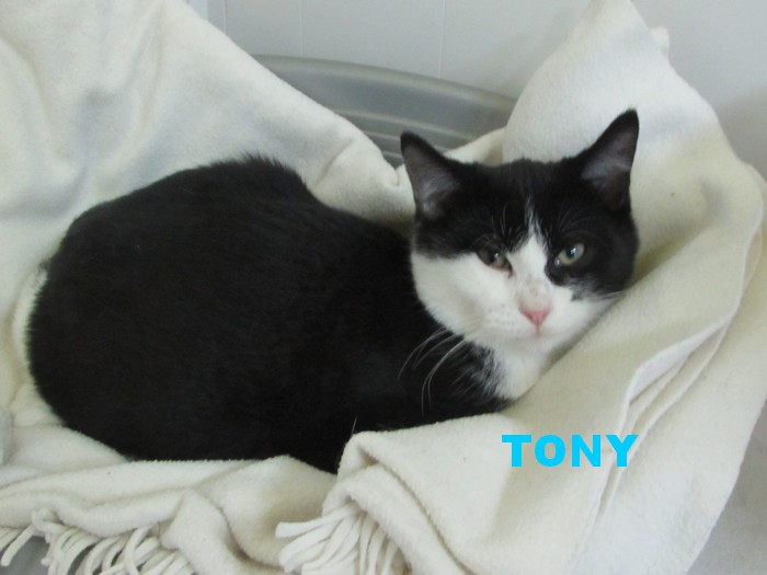 adoption de TONY Tony_210