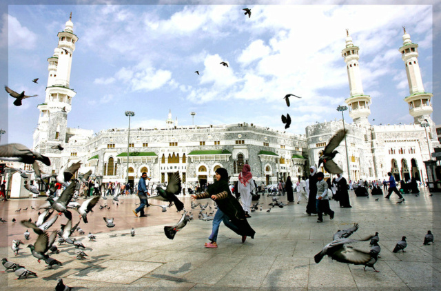 عصافير - صفحة 3 Medina10