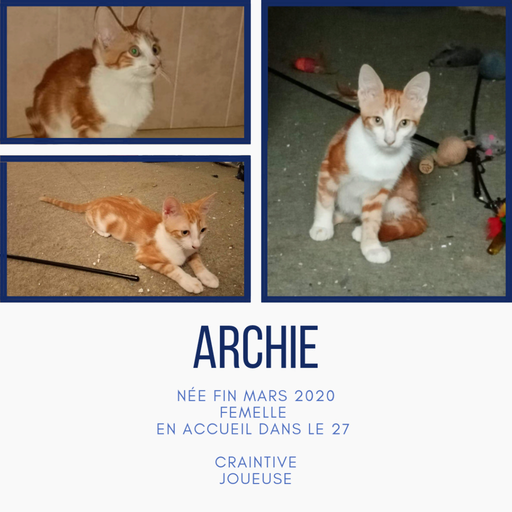 ARCHIE - ROUSSE ET BLANCHE (EN FA DANS LE 27) 20201010