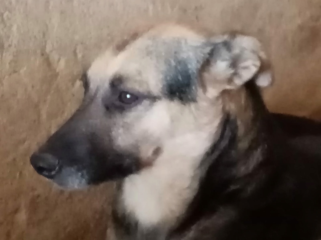 ARIEL- XBERGER ALLEMAND (ISLA) Img-1232