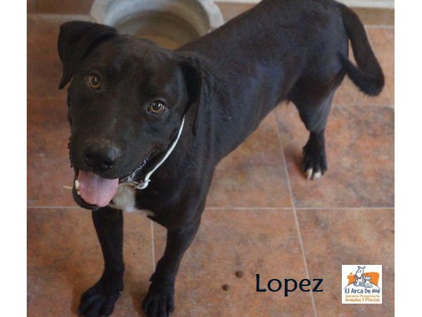 LOPEZ - CROISE (SOLE) P2007217
