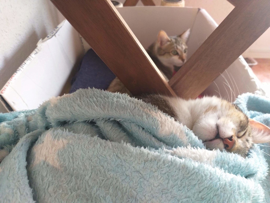 BRISA - TIGREE ET BLANCHE (A ADOPTER AVEC CLEO) (ARCA) Recei287