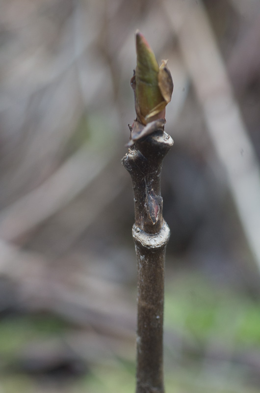 bourgeons: çà sent le printemps Paeoni23