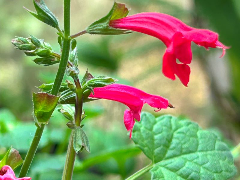 collectez des graines pour la saja! Salvia13