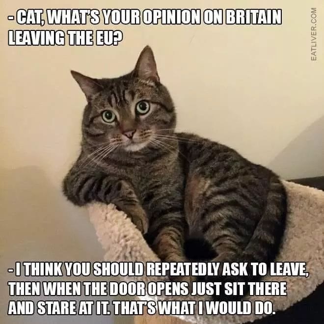 May reveals Trump's Brexit advice, and it's laughably predictable Cat_br10