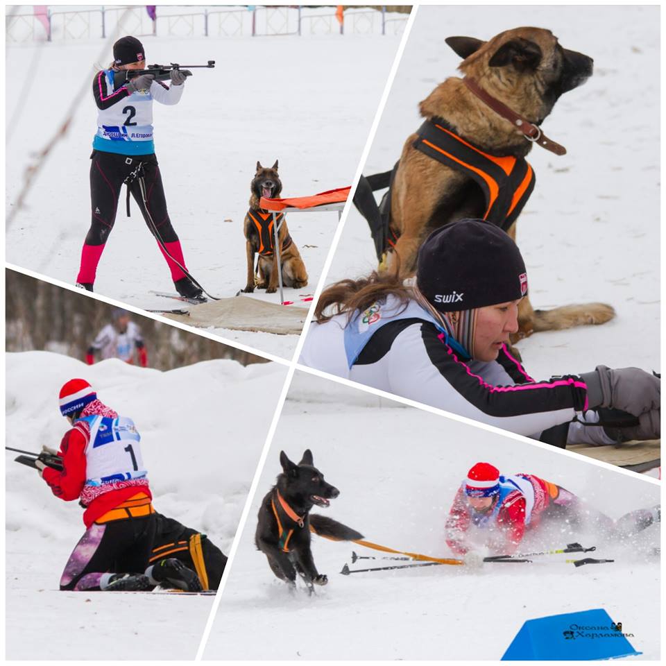 8-9 марта 2019 Чемпионат России, финал Кубок России ...по кинологическому спорту (гонка-буксировка,биатлон) 50948210