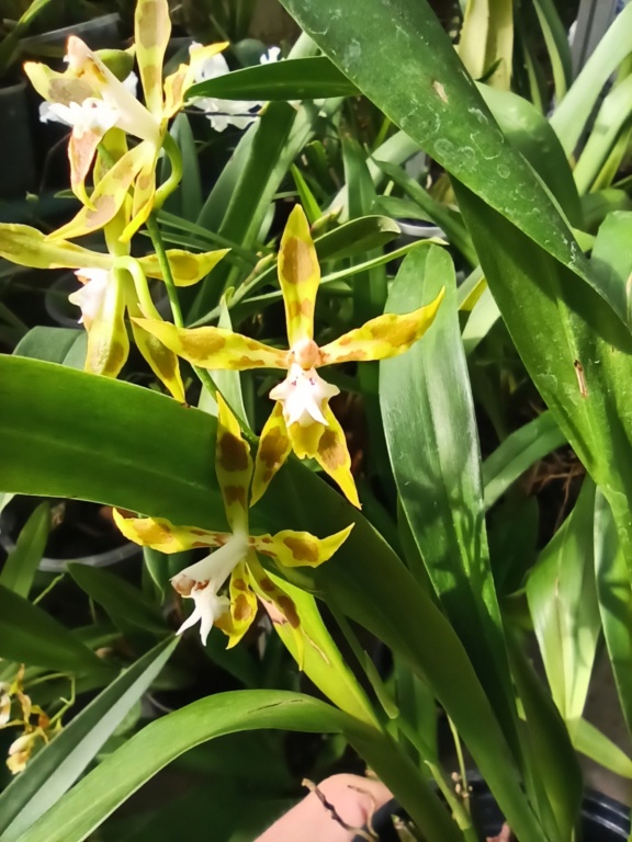 Odontoglossum epidendroides Img_2082