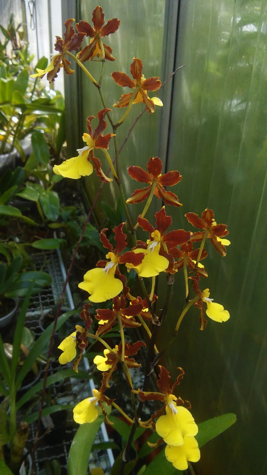 Oncidium hyphaematicum Whatsa29