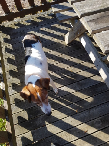 BART, croisé fox terrier épagneul, 3 ans - M - Page 7 20181113