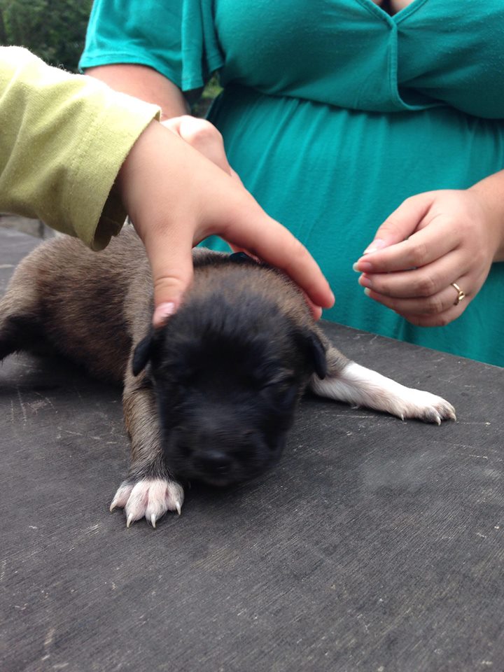 Ouazoo a adopter au 28/07/2018 314