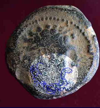 Bronze Séleucide et Piérie, Antiochos IX Philopator Cyzicène La_bar10