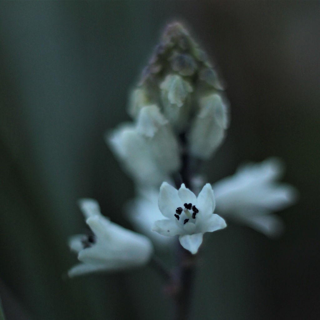Neotinea lactea : premières fleurs à Balma Img_7110