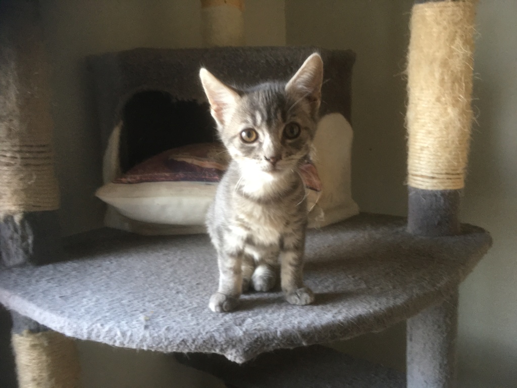 Padmé ex Princesse née le 25/09/2019 Img_3511